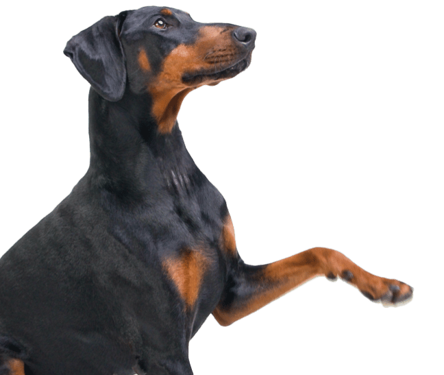 Dog reaching out with paw