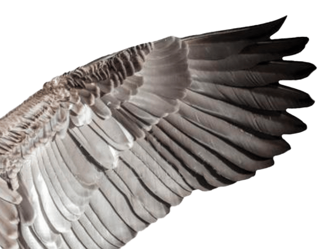 One wing
