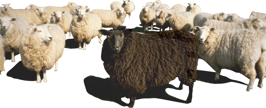 Flock of sheep